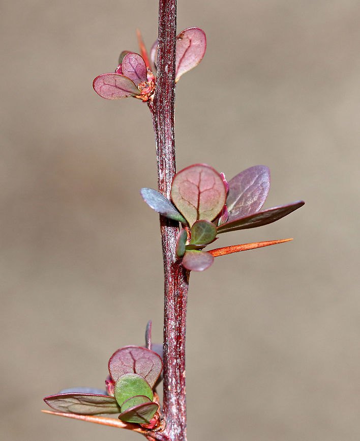 Japanese Barberry A small deciduous shrub that has branches with a single spine, which is actually a highly modified leaf, at each shoot node. The leaves are reddish purple in this variety, and the pale yellow flowers bloom in clusters during spring and early summer. The fruit is a glossy red, ovoid berry that contains a single seed. The fruit matures during late summer and persist through the winter. Barberry,Berberis thunbergii,Geotagged,Japanese Barberry,Spring,United States,red barberry