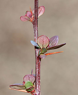 Japanese Barberry A small deciduous shrub that has branches with a single spine, which is actually a highly modified leaf, at each shoot node. The leaves are reddish purple in this variety, and the pale yellow flowers bloom in clusters during spring and early summer. The fruit is a glossy red, ovoid berry that contains a single seed. The fruit matures during late summer and persist through the winter. Barberry,Berberis thunbergii,Geotagged,Japanese Barberry,Spring,United States,red barberry