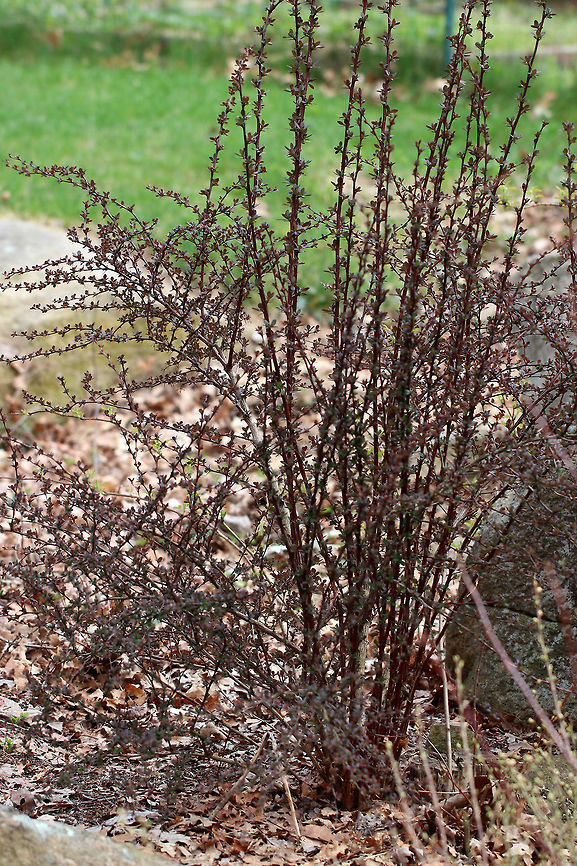 Japanese Barberry A small deciduous shrub that has branches with a single spine, which is actually a highly modified leaf, at each shoot node. The leaves are reddish purple in this variety, and the pale yellow flowers bloom in clusters during spring and early summer. The fruit is a glossy red, ovoid berry that contains a single seed. The fruit matures during late summer and persist through the winter. Barberry,Berberis thunbergii,Geotagged,Japanese Barberry,Spring,United States,red barberry