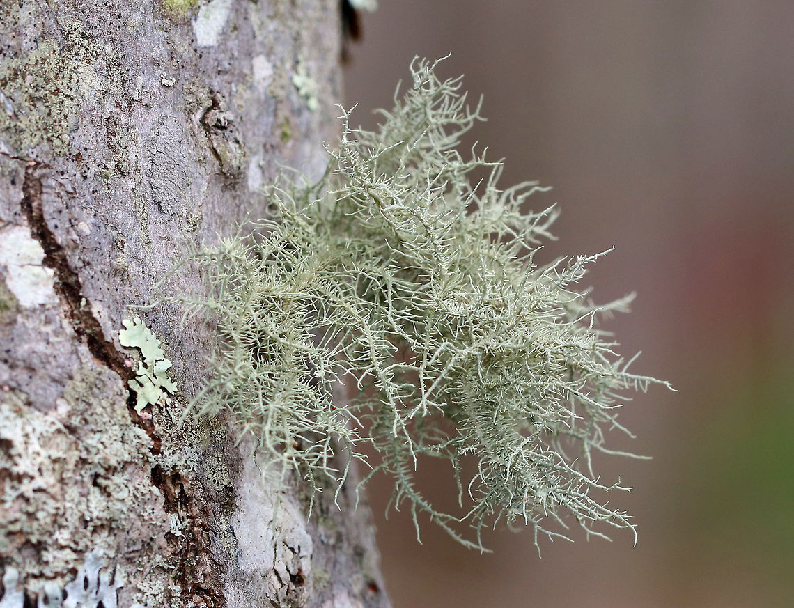 Old Man's Beard - Usnea hirta A pale green, fruticose lichen that grows like a mini-shrub on the bark of a tree. Geotagged,Spring,United States,Usnea hirta,lichen,old man's beard,usnea