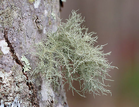 Usnea hirta