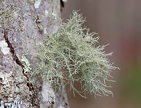 Old Man's Beard - Usnea hirta A pale green, fruticose lichen that grows like a mini-shrub on the bark of a tree. Geotagged,Spring,United States,Usnea hirta,lichen,old man's beard,usnea