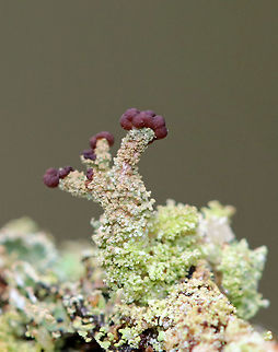 Cladonia asahinae I found a bunch of these lichens growing on a rock in a rural yard. Cladonia asahinae,Geotagged,Spring,United States,cladonia,lichen