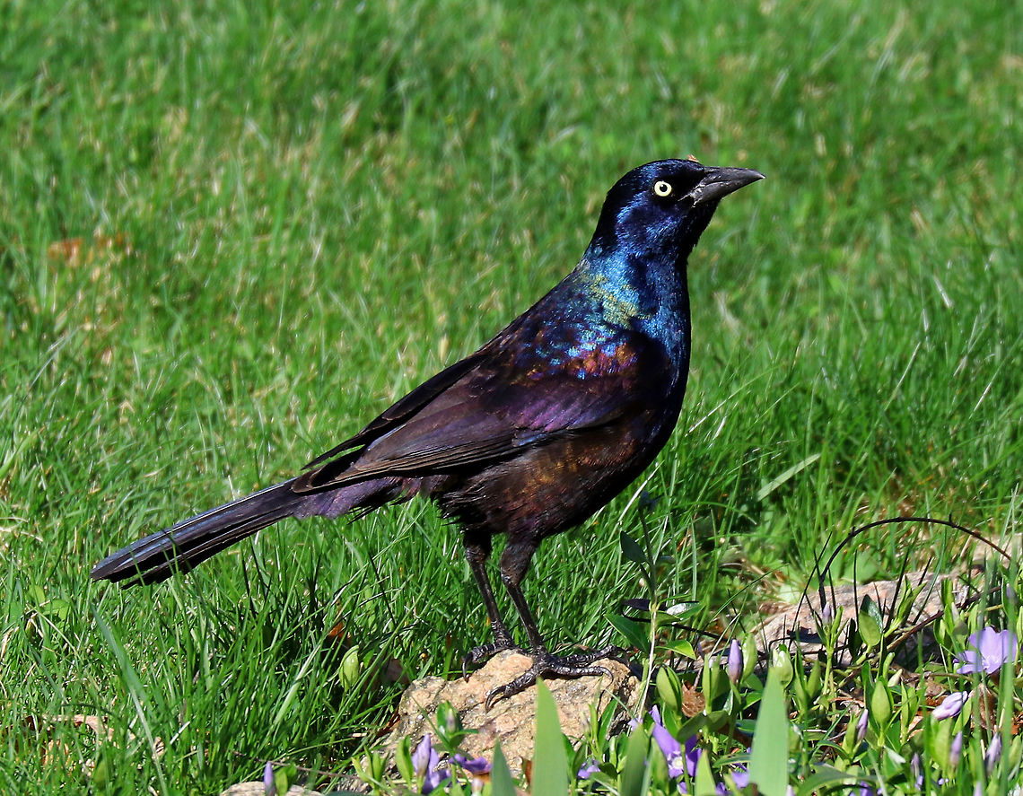 Common Grackle Bold, aggressive, beautiful, resourceful, and annoyingly loud. <br />
<br />
Grackles are known to practice &quot;anting&quot;, which means that they rub ants on their feathers - possibly to apply formic acid that is secreted by the ants to their feathers. Common Grackle,Geotagged,Grackle,Quiscalus quiscula,Spring,United States,bird
