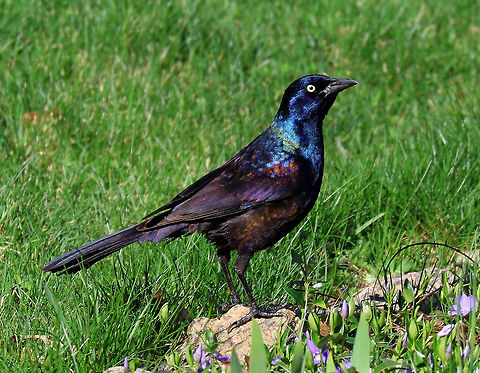 Common Grackle Bold, aggressive, beautiful, resourceful, and annoyingly loud. 

Grackles are known to practice "anting", which means that they rub ants on their feathers - possibly to apply formic acid that is secreted by the ants to their feathers. Common Grackle,Geotagged,Grackle,Quiscalus quiscula,Spring,United States,bird