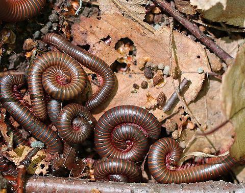 Mass of Millipedes During the spring, millipedes often embark on mass migrations. They are most active at night and usually snuggle up in safe places during the day.  I saw dozens of millipedes along this trail and had to actually watch my step so I didn't squish them.  I found the hoard shown in this photo cozied up under a pile of juicy scat.


 American Giant Millipede,American giant millipede,Geotagged,Narceus americanus,Spring,United States,millipede,millipedes