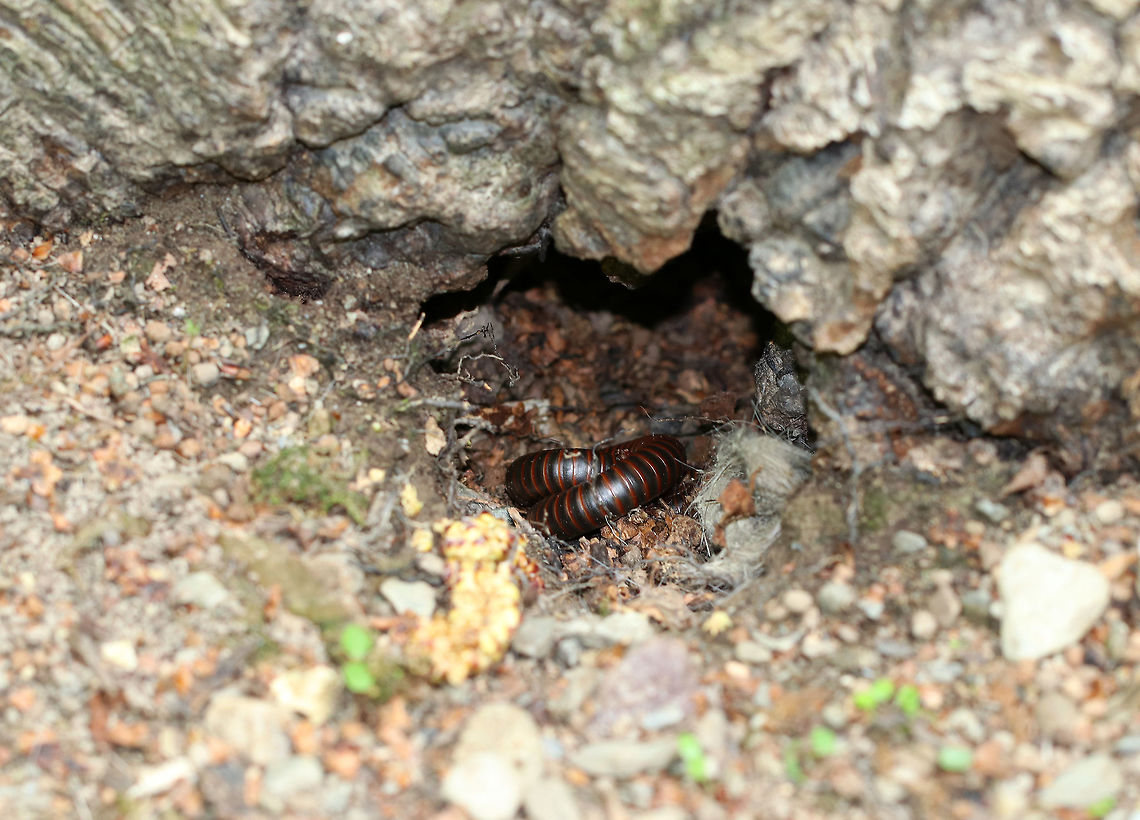 American Giant Millipede I found this millipede snoozing during the day in someone&#039;s burrow. You can see the tufts of fur in the hole, which looked like the remains of a recent meal.  American Giant Millipedes do engage in a kind of chemical warfare in that they can release noxious substances, which can cause serious chemical burns. Yet, they do have many predators including birds, toads, moles, foxes, raccoons, lizards, skunks, and turtles...So, this millipede was quite bold choosing this spot to sleep in. American Giant Millipede,American giant millipede,Geotagged,Giant Millipede,Millipede,Narceus americanus,Spring,United States