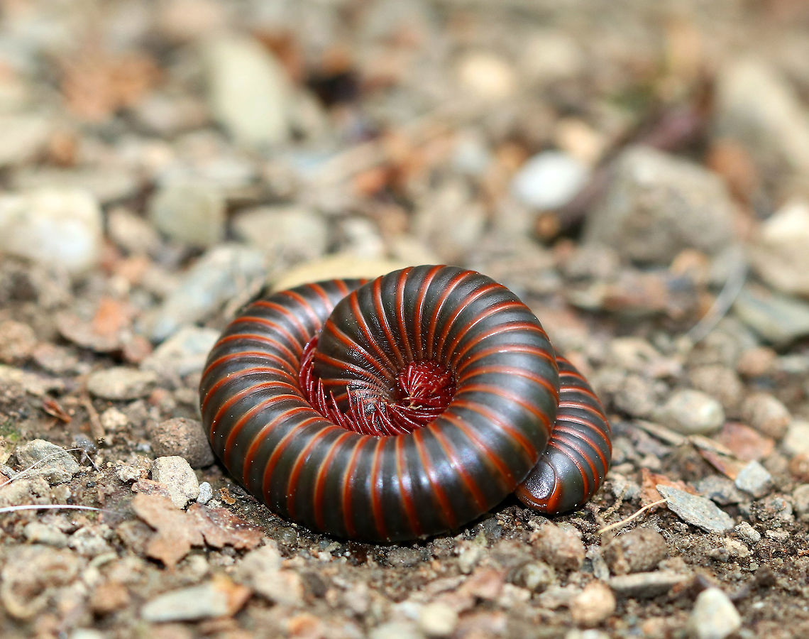 American Giant Millipede Large, cylindrical millipede that was 10 cm long! I spotted this one, along with dozens of others throughout a mostly coniferous forest and wetland.<br />
<br />
This species can grow to be about twice as large as any other millipede that lives in North America. They curl up into a spiral when threatened. They have two pairs of legs on most body segments, and are gray/black with red lines on the edge of each segment. Millipedes have spiracles on their body segments, which are connected both to their respiratory systems and to pairs of ozadenes (stink glands). These ozadenes can release noxious substances, which may cause serious chemical burns. However. unlike many other millipedes, the North American Millipede doesn&#039;t release hydrogen cyanide. They do however, excrete a substance that causes a temporary discoloration of the skin. They do not bite, and their only defense is their secretions.  American Giant Millipede,American giant millipede,Geotagged,Giant Millipede,Millipede,Narceus americanus,Spring,United States