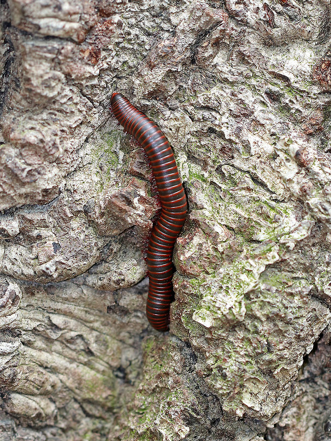 American Giant Millipede Large, cylindrical millipede that was about 9 cm long. I spotted this one on a tree. There were dozens of other millipedes scattered throughout a mostly coniferous forest and wetland.<br />
<br />
 This species can grow to be about twice as large as any other millipede that lives in North America. They curl up into a spiral when threatened. They have two pairs of legs on most body segments, and are gray/black with red lines on the edge of each segment. Millipedes have spiracles on their body segments, which are connected both to their respiratory systems and to pairs of ozadenes (stink glands). These ozadenes can release noxious substances, which may cause serious chemical burns. However. unlike many other millipedes, the North American Millipede doesn&#039;t release hydrogen cyanide. They do however, excrete a substance that causes a temporary discoloration of the skin. They do not bite, and their only defense is their secretions.  American Giant Millipede,American giant millipede,Geotagged,Millipede,Narceus americanus,Spring,United States