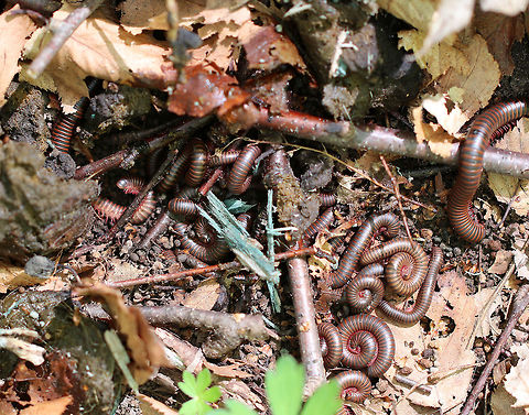 Millipede Hoard During the spring, millipedes often embark on mass migrations. They are most active at night and usually snuggle up in safe places during the day. I saw dozens of millipedes along this trail and had to actually watch my step so I didn't squish them. I found the hoard shown in this photo cozied up under a pile of juicy scat.
 American Giant Millipede,American giant millipede,Geotagged,Narceus americanus,Spring,United States,millipede,millipedes
