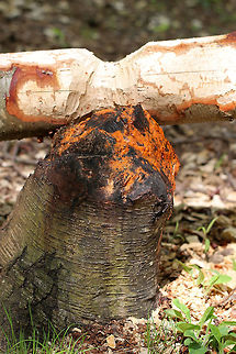 Slime Flux I spotted this slime flux growing on a stump that had been created by a beaver.  Ironically, a tree had fallen on top of the stump - which had also been felled by a beaver AND was also being cut up by a beaver.

Slime flux begins as a bacterial infection. As the bacteria grows (in the roots of the tree), methane gas is produced, which causes pressure within the tree. The pressure forces the bacterial flux through any wounds in the tree. The flux is then quickly consumed by numerous different species of fungi - mostly types of yeast. Some of these types of yeast are pathogenic to humans. So, Fusicolla merismoides/Fusarium merismoides is actually a complex of species - a microbial consortium.  Fusarium,Fusarium merismoides,Fusicolla,Fusicolla merismoides,Geotagged,Slime Flux,Spring,United States,signs of wildlife