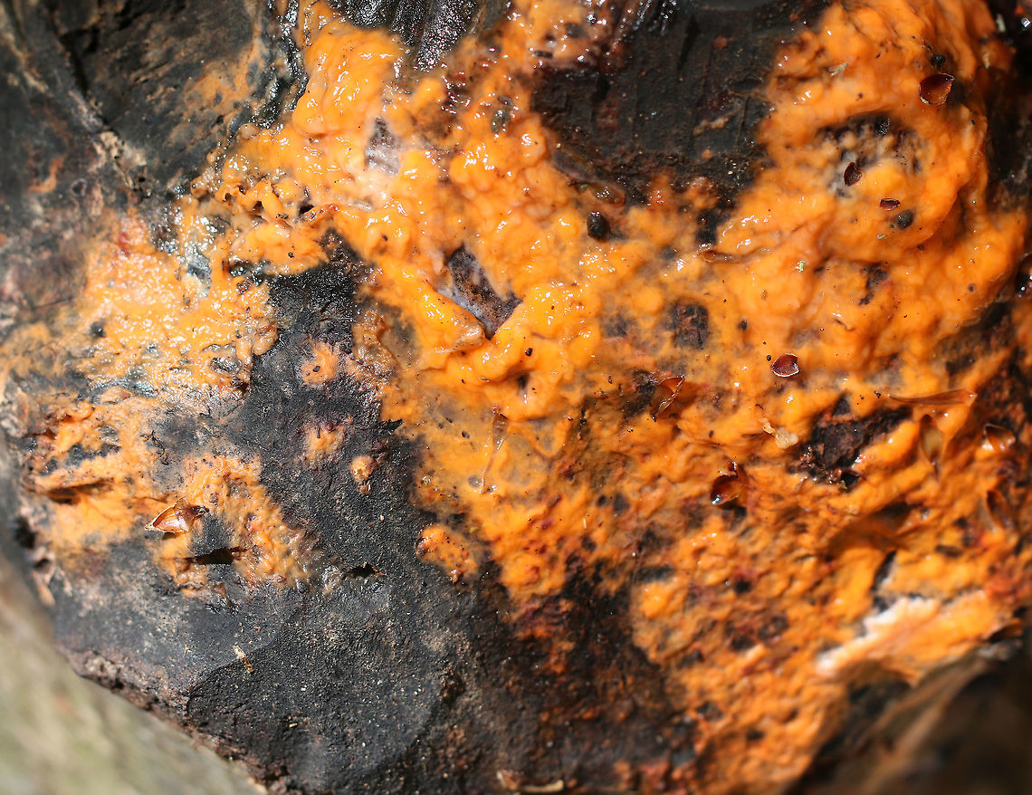 Slime Flux I spotted this slime flux growing on a stump that had been created by a beaver. Ironically, a tree had fallen on top of the stump - which had also been felled by a beaver AND was also being cut up by a beaver.<br />
<br />
 Slime flux begins as a bacterial infection. As the bacteria grows (in the roots of the tree), methane gas is produced, which causes pressure within the tree. The pressure forces the bacterial flux through any wounds in the tree. The flux is then quickly consumed by numerous different species of fungi - mostly types of yeast. Some of these types of yeast are pathogenic to humans. So, Fusicolla merismoides/Fusarium merismoides is actually a complex of species - a microbial consortium.  Fusarium merismoides,Fusicolla merismoides,Geotagged,Spring,United States,fungus,slime flux