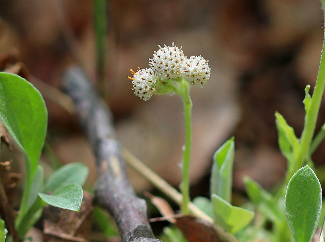 Field Pussytoes This plant has woolly stems, leaves and flower heads. It has two kinds of leaves:  basal leaves in rosettes and small, linear leaves arranged alternately along each flower stalk. <br />
<br />
During spring, a flower stalk  emerges from the center of each basal rosette with terminal clusters of fuzzy, white flowers. Each flower cluster has over 20 small unscented flower heads. The fruits on female plants are seed-like achenes, with the fruiting heads resembling the fruiting heads of miniature dandelions.  Antennaria neglecta,Geotagged,Spring,United States,antennaria neglecta,field pussytoes,flower,pussytoes,white,wildflower