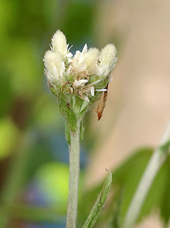 Field Pussytoes This plant has woolly stems, leaves and flower heads. It has two kinds of leaves: basal leaves in rosettes and small, linear leaves arranged alternately along each flower stalk. 

 During spring, a flower stalk emerges from the center of each basal rosette with terminal clusters of fuzzy, white flowers. Each flower cluster has over 20 small unscented flower heads. The fruits on female plants are seed-like achenes, with the fruiting heads resembling the fruiting heads of miniature dandelions.  Antennaria neglecta,Field Pussytoes,Geotagged,Pussytoes,Spring,United States,antennaria neglecta,flower,white,wildflower
