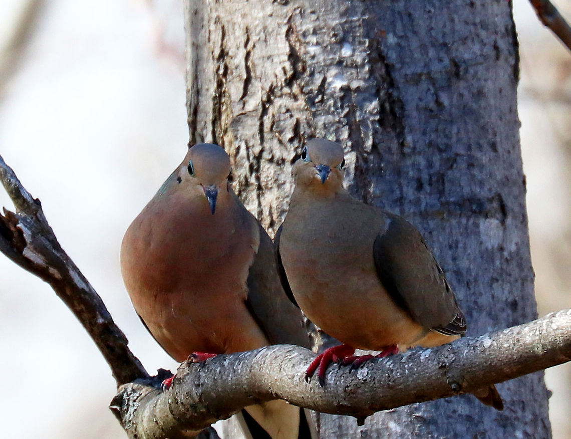 Mourning Doves These birds are prolific breeders. The male in this pair (left)  kept following the female, puffing out his chest, bowing, and cooing.  He was clearly interested in mating with her, but every time he approached her, she rebuffed him and flew away. Geotagged,Mourning Dove,Mourning dove,Mourning doves,Spring,United States,Zenaida,Zenaida macroura,birds,dove,doves