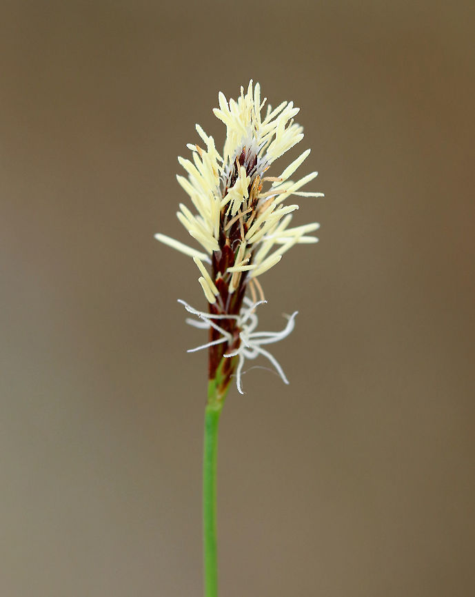 Pennsylvania Sedge Native to North America, this plant forms large colonies and spreads by rhizomes.  I found it growing in a wooded area that borders a rural backyard. Carex,Carex pensylvanica,Geotagged,Pennsylvania sedge,Spring,United States,common sedge,sedge