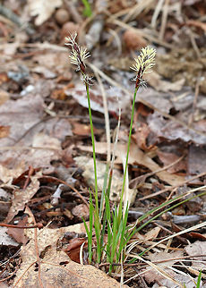 Pennsylvania Sedge Native to North America, this plant forms large colonies and spreads by rhizomes. I found it growing in a wooded area that borders a rural backyard.  Carex pensylvanica,Geotagged,Pennsylvania sedge,Spring,United States,common sedge,sedge,yellow sedge