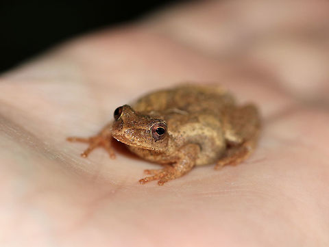 Spring Peeper Not a good photo, I realize. But, I wanted to share it because of what is going on with these frogs.  In the town where I live, a large, paved parking lot was built a few years ago over the spring migration route of these frogs.  So, every spring (usually on the first warmish, rainy nights of spring), these frogs wake up and start to migrate towards the woodland pools.  But, they have to cross the massive and busy parking lot in order to get to the pools.  It's not uncommon to see dozens of these frogs squished in the parking lot.  Each year, there are fewer frogs.  

This spring, I started taking my kids out late at night to help rescue these frogs and deliver them to the edge of the woods and the pools.  This photo shows one of the lucky frogs that we rescued. We average around 15 frogs per night, which is probably less than 25% of what there was a few years ago.   Geotagged,Pseudacris crucifer,Spring,Spring peeper,United States,frog,peeper,spring peeper