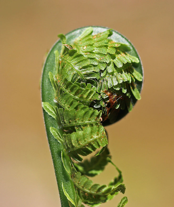 Fiddlehead Fern  The unfurled, sterile leaves, which first appear above ground during the spring, are rolled and circular in shape. At this stage of development, they are referred to as 'fiddleheads' or 'croziers'. These fiddleheads are especially prized in the northeastern United States, where they are collected, sold, and eaten as gourmet food.  Geotagged,Matteuccia struthiopteris,Ostrich fern,Spring,United States,crozier,fern,fiddlehead fern,ostrich fern