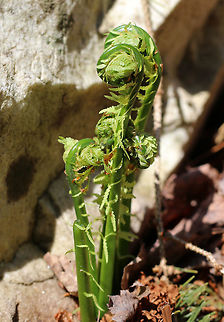 Fiddlehead Fern The unfurled, sterile leaves, which first appear above ground during the spring, are rolled and circular in shape. At this stage of development, they are referred to as 'fiddleheads' or 'croziers'. These fiddleheads are especially prized in the northeastern United States, where they are collected, sold, and eaten as gourmet food.  Fiddlehead Fern,Geotagged,Matteuccia struthiopteris,Ostrich fern,Spring,United States,crozier,fern,ostrich fern