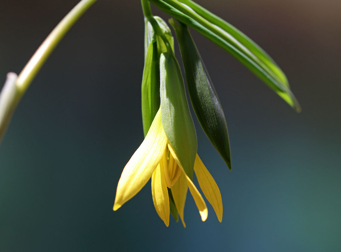 Large-flowered Bellwort Yellow flowers atop an angled stem with sessile leaves. I found a a patch of these flowers in a moist, mixed forest.<br />
<br />
The genus name comes from the anatomical term "uvula" that refers to the lobe hanging from the back of the soft palate in humans. Bellwort,Geotagged,Large-flowered Bellwort,Spring,United States,Uvularia grandiflora,flower,merrybells,uvularia grandiflora,wildflower,yellow
