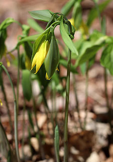 Large-flowered Bellwort Yellow flowers atop an angled stem with sessile leaves. I found a a patch of these flowers in a moist, mixed forest.

The genus name comes from the anatomical term "uvula" that refers to the lobe hanging from the back of the soft palate in humans. Geotagged,Large-flowered Bellwort,Spring,United States,Uvularia grandiflora,bellwort,flower,uvularia grandiflora,wildflower,yellow