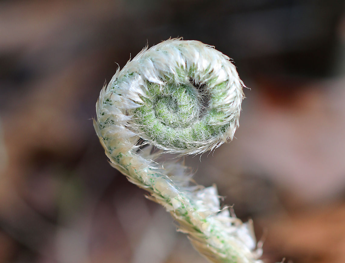 Christmas Fern Fiddlehead The young fiddleheads are silvery and scaled. <br />
<br />
Unlike some native ferns whose fiddleheads are edible, Christmas Ferns are questionable as to whether they are safe to consume and may require extensive preparation. However, they have been used traditionally in Native American medicine.   Christmas Fern,Christmas Fern Fiddlehead,Christmas fern,Geotagged,Polystichum acrostichoides,Spring,United States,fern,fiddlehead