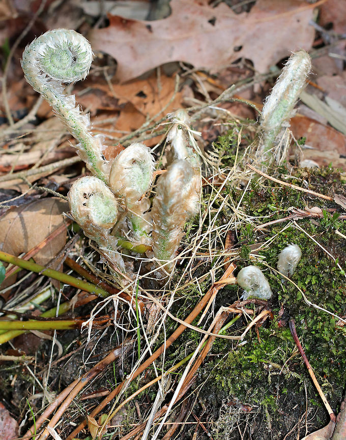 Christmas Fern Fiddleheads The young fiddleheads are silvery and scaled. <br />
<br />
Unlike some native ferns whose fiddleheads are edible, Christmas Ferns are questionable as to whether they are safe to consume and may require extensive preparation. However, they have been used traditionally in Native American medicine.  Christmas Fern,Christmas Fern Fiddleheads,Christmas fern,Fiddleheads,Geotagged,Polystichum acrostichoides,Spring,United States,ferns