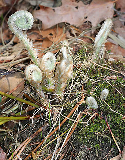 Christmas Fern Fiddleheads The young fiddleheads are silvery and scaled. 

Unlike some native ferns whose fiddleheads are edible, Christmas Ferns are questionable as to whether they are safe to consume and may require extensive preparation. However, they have been used traditionally in Native American medicine.  Christmas Fern,Christmas Fern Fiddleheads,Christmas fern,Fiddleheads,Geotagged,Polystichum acrostichoides,Spring,United States,ferns