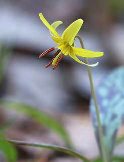Yellow Trout Lily A pair of brown and green mottled leaves sheath the base of the stalk, which bears a solitary, nodding flower. The flowers are yellow inside and yellow/bronze outside. The petals and sepals are bent backwards, exposing 6 brown stamens. Not all plants will flower - single-leaved, non-flowering plants also occur because they are either too young (Trout Lily doesn't flower for the first 4-7 years of life) or too crowded to flower.  Erythronium americanum,Geotagged,Spring,Trout Lily,United States,Yellow Trout Lily,Yellow trout lily,flower,lily,wildflower,yellow