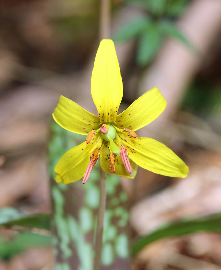 Yellow Trout Lily A pair of brown and green mottled leaves sheath the base of the stalk, which bears a solitary, nodding flower. The flowers are yellow inside and yellow/bronze outside. The petals and sepals are bent backwards, exposing 6 brown stamens. Not all plants will flower - single-leaved, non-flowering plants also occur because they are either too young (Trout Lily doesn't flower for the first 4-7 years of life) or too crowded to flower.  Erythronium americanum,Geotagged,Spring,Trout Lily,United States,Yellow Trout Lily,Yellow trout lily,flower,lily,wildflower,yellow