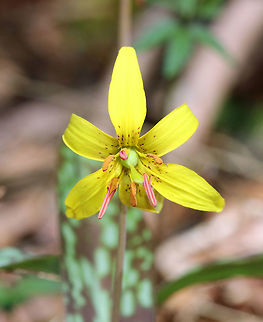 Yellow Trout Lily A pair of brown and green mottled leaves sheath the base of the stalk, which bears a solitary, nodding flower. The flowers are yellow inside and yellow/bronze outside. The petals and sepals are bent backwards, exposing 6 brown stamens. Not all plants will flower - single-leaved, non-flowering plants also occur because they are either too young (Trout Lily doesn't flower for the first 4-7 years of life) or too crowded to flower.  Erythronium americanum,Geotagged,Spring,Trout Lily,United States,Yellow Trout Lily,Yellow trout lily,flower,lily,wildflower,yellow
