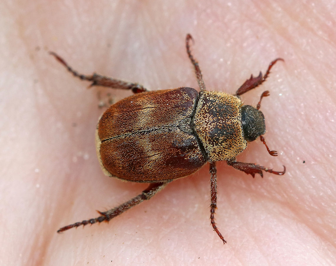 Three-lined Hoplia This fuzzy monkey beetle was quite the beauty. I think it is a female as it was brown with brown and yellow scales - males are black with gray pubescence.  These beetles have three-segmented, clubbed antennae and fantastically distinct mesotarsal claws.<br />
<br />
I found it on the side of a river where it was admiring the sycamore trees.<br />
<br />
<figure class="photo"><a href="https://www.jungledragon.com/image/60155/three-lined_hoplia_-_rear_end.html" title="Three-lined Hoplia - Rear End"><img src="https://s3.amazonaws.com/media.jungledragon.com/images/3232/60155_thumb.jpg?AWSAccessKeyId=05GMT0V3GWVNE7GGM1R2&Expires=1769040010&Signature=FzL326NA72FIWfRzZHVk7g98EJ0%3D" width="200" height="138" alt="Three-lined Hoplia - Rear End Somewhat risqu&eacute; (haha), but so pretty! The "rear end" of this gorgeous beetle is covered in scales that look like miniature, iridescent sesame seeds.<br />
<br />
https://www.jungledragon.com/image/60156/three-lined_hoplia.html<br />
https://www.jungledragon.com/image/60154/three-lined_hoplia.html<br />
https://www.jungledragon.com/image/60157/three-lined_hoplia.html Geotagged,Scarabaeidae,Spring,Three-lined Hoplia,United States,beetle,hoplia,hoplia trifasciata,insect,monkey beetle,trifasciata" /></a></figure><br />
<figure class="photo"><a href="https://www.jungledragon.com/image/60156/three-lined_hoplia.html" title="Three-lined Hoplia"><img src="https://s3.amazonaws.com/media.jungledragon.com/images/3232/60156_thumb.jpg?AWSAccessKeyId=05GMT0V3GWVNE7GGM1R2&Expires=1769040010&Signature=9ikiKDaEJAjYV6UMEtscFpn2nM8%3D" width="200" height="150" alt="Three-lined Hoplia This fuzzy monkey beetle was quite the beauty. I think it is a female as it was brown with brown and yellow scales - males are black with gray pubescence. These beetles have three-segmented, clubbed antennae and fantastically distinct mesotarsal claws.<br />
<br />
 I found it on the side of a river where it was admiring the sycamore trees. <br />
<br />
https://www.jungledragon.com/image/60157/three-lined_hoplia.html<br />
https://www.jungledragon.com/image/60155/three-lined_hoplia_-_rear_end.html<br />
https://www.jungledragon.com/image/60154/three-lined_hoplia.html Geotagged,Scarabaeidae,Spring,Three-lined Hoplia,United States,beetle,hoplia,hoplia trifasciata,insect,monkey beetle,trifasciata" /></a></figure><br />
<figure class="photo"><a href="https://www.jungledragon.com/image/60157/three-lined_hoplia.html" title="Three-lined Hoplia"><img src="https://s3.amazonaws.com/media.jungledragon.com/images/3232/60157_thumb.jpg?AWSAccessKeyId=05GMT0V3GWVNE7GGM1R2&Expires=1769040010&Signature=7XodzwhI%2BZfzql%2F%2Fvxf58syAAmM%3D" width="200" height="146" alt="Three-lined Hoplia This fuzzy monkey beetle was quite the beauty. I think it is a female as it was brown with brown and yellow scales - males are black with gray pubescence. These beetles have three-segmented, clubbed antennae and fantastically distinct mesotarsal claws.<br />
<br />
 I found it on the side of a river where it was admiring the sycamore trees. <br />
<br />
https://www.jungledragon.com/image/60156/three-lined_hoplia.html<br />
https://www.jungledragon.com/image/60155/three-lined_hoplia_-_rear_end.html<br />
https://www.jungledragon.com/image/60154/three-lined_hoplia.html Geotagged,Scarabaeidae,Spring,Three-lined Hoplia,United States,beetle,hoplia,hoplia trifasciata,insect,monkey beetle,trifasciata" /></a></figure> Geotagged,Scarabaeidae,Spring,Three lined Hoplia,Three-lined Hoplia,United States,beetle,hoplia,hoplia trifasciata,monkey beetle,trifasciata