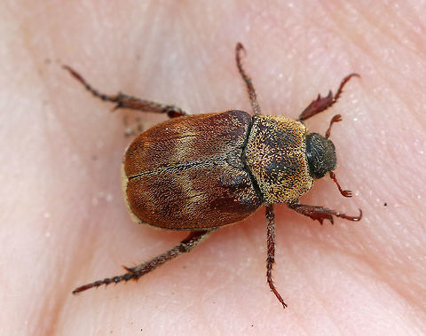 Three-lined Hoplia This fuzzy monkey beetle was quite the beauty. I think it is a female as it was brown with brown and yellow scales - males are black with gray pubescence.  These beetles have three-segmented, clubbed antennae and fantastically distinct mesotarsal claws.

I found it on the side of a river where it was admiring the sycamore trees.

https://www.jungledragon.com/image/60155/three-lined_hoplia_-_rear_end.html
https://www.jungledragon.com/image/60156/three-lined_hoplia.html
https://www.jungledragon.com/image/60157/three-lined_hoplia.html Geotagged,Scarabaeidae,Spring,Three lined Hoplia,Three-lined Hoplia,United States,beetle,hoplia,hoplia trifasciata,monkey beetle,trifasciata