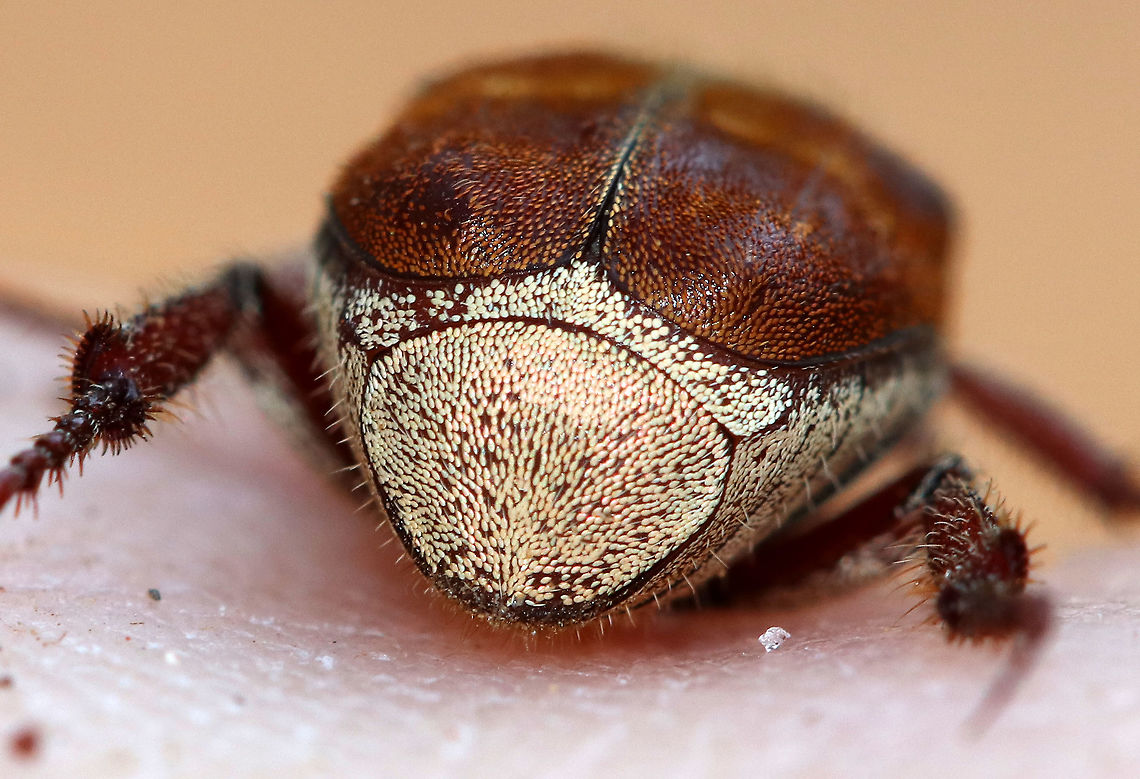 Three-lined Hoplia - Rear End Somewhat risqu&eacute; (haha), but so pretty! The &quot;rear end&quot; of this gorgeous beetle is covered in scales that look like miniature, iridescent sesame seeds.<br />
<br />
<figure class="photo"><a href="https://www.jungledragon.com/image/60156/three-lined_hoplia.html" title="Three-lined Hoplia"><img src="https://s3.amazonaws.com/media.jungledragon.com/images/3232/60156_thumb.jpg?AWSAccessKeyId=05GMT0V3GWVNE7GGM1R2&Expires=1759968010&Signature=O7hggNookK64nwURZ75m3LbHfmw%3D" width="200" height="150" alt="Three-lined Hoplia This fuzzy monkey beetle was quite the beauty. I think it is a female as it was brown with brown and yellow scales - males are black with gray pubescence. These beetles have three-segmented, clubbed antennae and fantastically distinct mesotarsal claws.<br />
<br />
 I found it on the side of a river where it was admiring the sycamore trees. <br />
<br />
https://www.jungledragon.com/image/60157/three-lined_hoplia.html<br />
https://www.jungledragon.com/image/60155/three-lined_hoplia_-_rear_end.html<br />
https://www.jungledragon.com/image/60154/three-lined_hoplia.html Geotagged,Scarabaeidae,Spring,Three-lined Hoplia,United States,beetle,hoplia,hoplia trifasciata,insect,monkey beetle,trifasciata" /></a></figure><br />
<figure class="photo"><a href="https://www.jungledragon.com/image/60154/three-lined_hoplia.html" title="Three-lined Hoplia"><img src="https://s3.amazonaws.com/media.jungledragon.com/images/3232/60154_thumb.jpg?AWSAccessKeyId=05GMT0V3GWVNE7GGM1R2&Expires=1759968010&Signature=GIgpVZsRrNk7rWAkPUIi%2BFfpxGI%3D" width="200" height="158" alt="Three-lined Hoplia This fuzzy monkey beetle was quite the beauty. I think it is a female as it was brown with brown and yellow scales - males are black with gray pubescence.  These beetles have three-segmented, clubbed antennae and fantastically distinct mesotarsal claws.<br />
<br />
I found it on the side of a river where it was admiring the sycamore trees.<br />
<br />
https://www.jungledragon.com/image/60155/three-lined_hoplia_-_rear_end.html<br />
https://www.jungledragon.com/image/60156/three-lined_hoplia.html<br />
https://www.jungledragon.com/image/60157/three-lined_hoplia.html Geotagged,Scarabaeidae,Spring,Three lined Hoplia,Three-lined Hoplia,United States,beetle,hoplia,hoplia trifasciata,monkey beetle,trifasciata" /></a></figure><br />
<figure class="photo"><a href="https://www.jungledragon.com/image/60157/three-lined_hoplia.html" title="Three-lined Hoplia"><img src="https://s3.amazonaws.com/media.jungledragon.com/images/3232/60157_thumb.jpg?AWSAccessKeyId=05GMT0V3GWVNE7GGM1R2&Expires=1759968010&Signature=dwkDThZtSRQb56omclYSZZnbI2Q%3D" width="200" height="146" alt="Three-lined Hoplia This fuzzy monkey beetle was quite the beauty. I think it is a female as it was brown with brown and yellow scales - males are black with gray pubescence. These beetles have three-segmented, clubbed antennae and fantastically distinct mesotarsal claws.<br />
<br />
 I found it on the side of a river where it was admiring the sycamore trees. <br />
<br />
https://www.jungledragon.com/image/60156/three-lined_hoplia.html<br />
https://www.jungledragon.com/image/60155/three-lined_hoplia_-_rear_end.html<br />
https://www.jungledragon.com/image/60154/three-lined_hoplia.html Geotagged,Scarabaeidae,Spring,Three-lined Hoplia,United States,beetle,hoplia,hoplia trifasciata,insect,monkey beetle,trifasciata" /></a></figure> Geotagged,Scarabaeidae,Spring,Three-lined Hoplia,United States,beetle,hoplia,hoplia trifasciata,insect,monkey beetle,trifasciata