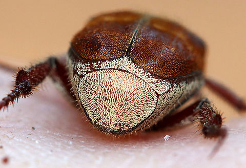 Three-lined Hoplia - Rear End Somewhat risqu&eacute; (haha), but so pretty! The "rear end" of this gorgeous beetle is covered in scales that look like miniature, iridescent sesame seeds.

https://www.jungledragon.com/image/60156/three-lined_hoplia.html
https://www.jungledragon.com/image/60154/three-lined_hoplia.html
https://www.jungledragon.com/image/60157/three-lined_hoplia.html Geotagged,Scarabaeidae,Spring,Three-lined Hoplia,United States,beetle,hoplia,hoplia trifasciata,insect,monkey beetle,trifasciata