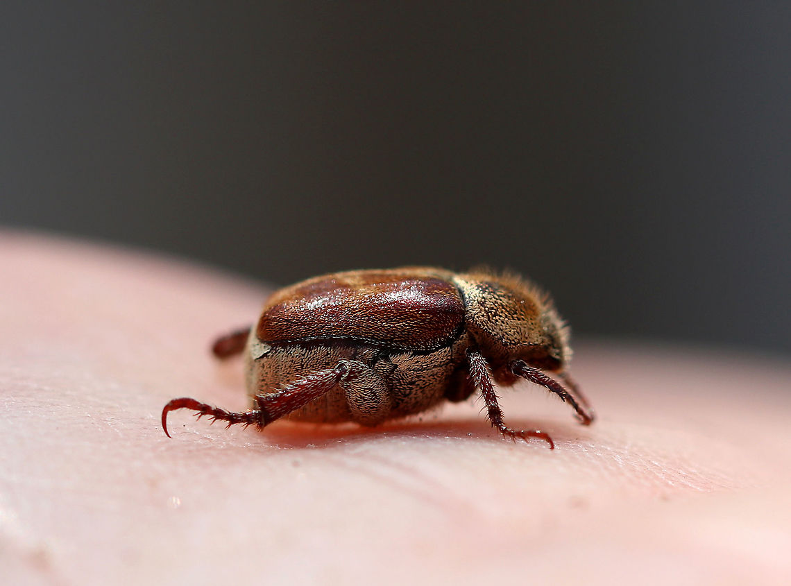 Three-lined Hoplia This fuzzy monkey beetle was quite the beauty. I think it is a female as it was brown with brown and yellow scales - males are black with gray pubescence. These beetles have three-segmented, clubbed antennae and fantastically distinct mesotarsal claws.<br />
<br />
I found it on the side of a river where it was admiring the sycamore trees. <br />
<br />
<figure class="photo"><a href="https://www.jungledragon.com/image/60157/three-lined_hoplia.html" title="Three-lined Hoplia"><img src="https://s3.amazonaws.com/media.jungledragon.com/images/3232/60157_thumb.jpg?AWSAccessKeyId=05GMT0V3GWVNE7GGM1R2&Expires=1759968010&Signature=dwkDThZtSRQb56omclYSZZnbI2Q%3D" width="200" height="146" alt="Three-lined Hoplia This fuzzy monkey beetle was quite the beauty. I think it is a female as it was brown with brown and yellow scales - males are black with gray pubescence. These beetles have three-segmented, clubbed antennae and fantastically distinct mesotarsal claws.<br />
<br />
I found it on the side of a river where it was admiring the sycamore trees. <br />
<br />
https://www.jungledragon.com/image/60156/three-lined_hoplia.html<br />
https://www.jungledragon.com/image/60155/three-lined_hoplia_-_rear_end.html<br />
https://www.jungledragon.com/image/60154/three-lined_hoplia.html Geotagged,Scarabaeidae,Spring,Three-lined Hoplia,United States,beetle,hoplia,hoplia trifasciata,insect,monkey beetle,trifasciata" /></a></figure><br />
<figure class="photo"><a href="https://www.jungledragon.com/image/60155/three-lined_hoplia_-_rear_end.html" title="Three-lined Hoplia - Rear End"><img src="https://s3.amazonaws.com/media.jungledragon.com/images/3232/60155_thumb.jpg?AWSAccessKeyId=05GMT0V3GWVNE7GGM1R2&Expires=1759968010&Signature=%2F499Y7ouIbzMcNWEuakRXL3WgwU%3D" width="200" height="138" alt="Three-lined Hoplia - Rear End Somewhat risqué (haha), but so pretty! The "rear end" of this gorgeous beetle is covered in scales that look like miniature, iridescent sesame seeds.<br />
<br />
https://www.jungledragon.com/image/60156/three-lined_hoplia.html<br />
https://www.jungledragon.com/image/60154/three-lined_hoplia.html<br />
https://www.jungledragon.com/image/60157/three-lined_hoplia.html Geotagged,Scarabaeidae,Spring,Three-lined Hoplia,United States,beetle,hoplia,hoplia trifasciata,insect,monkey beetle,trifasciata" /></a></figure><br />
<figure class="photo"><a href="https://www.jungledragon.com/image/60154/three-lined_hoplia.html" title="Three-lined Hoplia"><img src="https://s3.amazonaws.com/media.jungledragon.com/images/3232/60154_thumb.jpg?AWSAccessKeyId=05GMT0V3GWVNE7GGM1R2&Expires=1759968010&Signature=GIgpVZsRrNk7rWAkPUIi%2BFfpxGI%3D" width="200" height="158" alt="Three-lined Hoplia This fuzzy monkey beetle was quite the beauty. I think it is a female as it was brown with brown and yellow scales - males are black with gray pubescence. These beetles have three-segmented, clubbed antennae and fantastically distinct mesotarsal claws.<br />
<br />
I found it on the side of a river where it was admiring the sycamore trees.<br />
<br />
https://www.jungledragon.com/image/60155/three-lined_hoplia_-_rear_end.html<br />
https://www.jungledragon.com/image/60156/three-lined_hoplia.html<br />
https://www.jungledragon.com/image/60157/three-lined_hoplia.html Geotagged,Scarabaeidae,Spring,Three lined Hoplia,Three-lined Hoplia,United States,beetle,hoplia,hoplia trifasciata,monkey beetle,trifasciata" /></a></figure> Geotagged,Scarabaeidae,Spring,Three-lined Hoplia,United States,beetle,hoplia,hoplia trifasciata,insect,monkey beetle,trifasciata