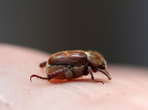 Three-lined Hoplia This fuzzy monkey beetle was quite the beauty. I think it is a female as it was brown with brown and yellow scales - males are black with gray pubescence. These beetles have three-segmented, clubbed antennae and fantastically distinct mesotarsal claws.

 I found it on the side of a river where it was admiring the sycamore trees. 

https://www.jungledragon.com/image/60157/three-lined_hoplia.html
https://www.jungledragon.com/image/60155/three-lined_hoplia_-_rear_end.html
https://www.jungledragon.com/image/60154/three-lined_hoplia.html Geotagged,Scarabaeidae,Spring,Three-lined Hoplia,United States,beetle,hoplia,hoplia trifasciata,insect,monkey beetle,trifasciata