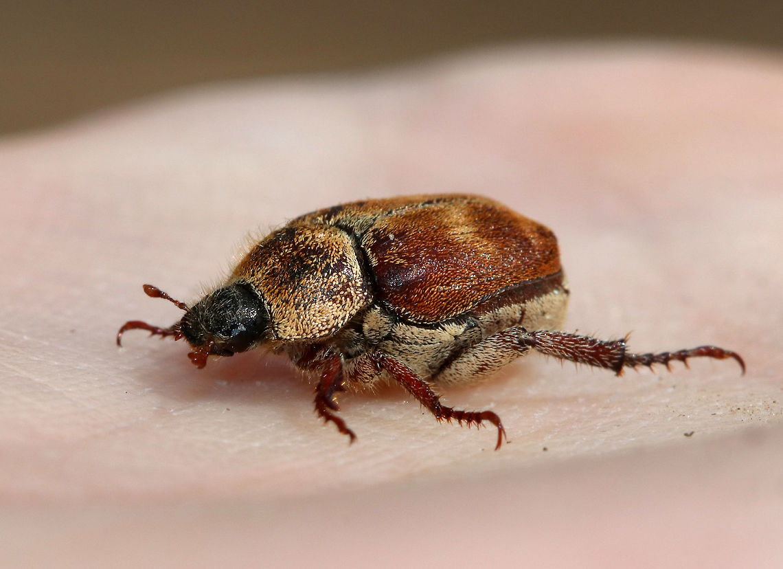 Three-lined Hoplia This fuzzy monkey beetle was quite the beauty. I think it is a female as it was brown with brown and yellow scales - males are black with gray pubescence. These beetles have three-segmented, clubbed antennae and fantastically distinct mesotarsal claws.<br />
<br />
 I found it on the side of a river where it was admiring the sycamore trees. <br />
<br />
<figure class="photo"><a href="https://www.jungledragon.com/image/60156/three-lined_hoplia.html" title="Three-lined Hoplia"><img src="https://s3.amazonaws.com/media.jungledragon.com/images/3232/60156_thumb.jpg?AWSAccessKeyId=05GMT0V3GWVNE7GGM1R2&Expires=1759968010&Signature=O7hggNookK64nwURZ75m3LbHfmw%3D" width="200" height="150" alt="Three-lined Hoplia This fuzzy monkey beetle was quite the beauty. I think it is a female as it was brown with brown and yellow scales - males are black with gray pubescence. These beetles have three-segmented, clubbed antennae and fantastically distinct mesotarsal claws.<br />
<br />
 I found it on the side of a river where it was admiring the sycamore trees. <br />
<br />
https://www.jungledragon.com/image/60157/three-lined_hoplia.html<br />
https://www.jungledragon.com/image/60155/three-lined_hoplia_-_rear_end.html<br />
https://www.jungledragon.com/image/60154/three-lined_hoplia.html Geotagged,Scarabaeidae,Spring,Three-lined Hoplia,United States,beetle,hoplia,hoplia trifasciata,insect,monkey beetle,trifasciata" /></a></figure><br />
<figure class="photo"><a href="https://www.jungledragon.com/image/60155/three-lined_hoplia_-_rear_end.html" title="Three-lined Hoplia - Rear End"><img src="https://s3.amazonaws.com/media.jungledragon.com/images/3232/60155_thumb.jpg?AWSAccessKeyId=05GMT0V3GWVNE7GGM1R2&Expires=1759968010&Signature=%2F499Y7ouIbzMcNWEuakRXL3WgwU%3D" width="200" height="138" alt="Three-lined Hoplia - Rear End Somewhat risqu&eacute; (haha), but so pretty! The &quot;rear end&quot; of this gorgeous beetle is covered in scales that look like miniature, iridescent sesame seeds.<br />
<br />
https://www.jungledragon.com/image/60156/three-lined_hoplia.html<br />
https://www.jungledragon.com/image/60154/three-lined_hoplia.html<br />
https://www.jungledragon.com/image/60157/three-lined_hoplia.html Geotagged,Scarabaeidae,Spring,Three-lined Hoplia,United States,beetle,hoplia,hoplia trifasciata,insect,monkey beetle,trifasciata" /></a></figure><br />
<figure class="photo"><a href="https://www.jungledragon.com/image/60154/three-lined_hoplia.html" title="Three-lined Hoplia"><img src="https://s3.amazonaws.com/media.jungledragon.com/images/3232/60154_thumb.jpg?AWSAccessKeyId=05GMT0V3GWVNE7GGM1R2&Expires=1759968010&Signature=GIgpVZsRrNk7rWAkPUIi%2BFfpxGI%3D" width="200" height="158" alt="Three-lined Hoplia This fuzzy monkey beetle was quite the beauty. I think it is a female as it was brown with brown and yellow scales - males are black with gray pubescence.  These beetles have three-segmented, clubbed antennae and fantastically distinct mesotarsal claws.<br />
<br />
I found it on the side of a river where it was admiring the sycamore trees.<br />
<br />
https://www.jungledragon.com/image/60155/three-lined_hoplia_-_rear_end.html<br />
https://www.jungledragon.com/image/60156/three-lined_hoplia.html<br />
https://www.jungledragon.com/image/60157/three-lined_hoplia.html Geotagged,Scarabaeidae,Spring,Three lined Hoplia,Three-lined Hoplia,United States,beetle,hoplia,hoplia trifasciata,monkey beetle,trifasciata" /></a></figure> Geotagged,Scarabaeidae,Spring,Three-lined Hoplia,United States,beetle,hoplia,hoplia trifasciata,insect,monkey beetle,trifasciata
