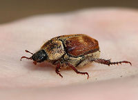 Three-lined Hoplia This fuzzy monkey beetle was quite the beauty. I think it is a female as it was brown with brown and yellow scales - males are black with gray pubescence. These beetles have three-segmented, clubbed antennae and fantastically distinct mesotarsal claws.<br />
<br />
I found it on the side of a river where it was admiring the sycamore trees. <br />
<br />
https://www.jungledragon.com/image/60156/three-lined_hoplia.html<br />
https://www.jungledragon.com/image/60155/three-lined_hoplia_-_rear_end.html<br />
https://www.jungledragon.com/image/60154/three-lined_hoplia.html Geotagged,Scarabaeidae,Spring,Three-lined Hoplia,United States,beetle,hoplia,hoplia trifasciata,insect,monkey beetle,trifasciata