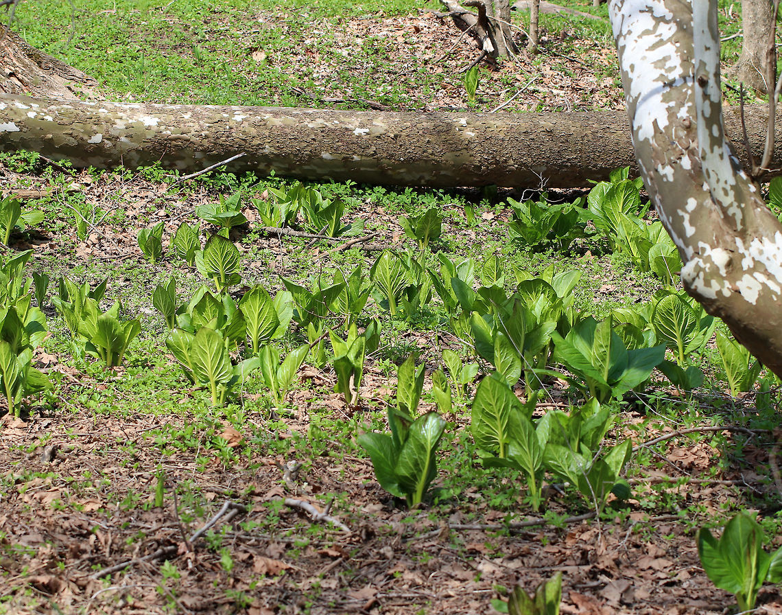 Skunk Cabbage Skunk Cabbage is starting to fill up the flood plain - the leaves are opening up, and they will soon have huge, green leaves that form a rosette shape. <br />
<br />
Skunk cabbage is not a true cabbage plant, but is a member of a mostly tropical family of plants, Araceae. It gets its name from the pungent skunk-like odor that is released when any part of the plant is broken or damaged, and from its huge, green leaves that grow in a rosette and look somewhat like a cabbage.  Eastern skunk cabbage,Geotagged,Skunk Cabbage,Spring,Symplocarpus foetidus,United States,eastern skunk cabbage