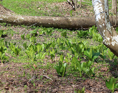 Skunk Cabbage Skunk Cabbage is starting to fill up the flood plain - the leaves are opening up, and they will soon have huge, green leaves that form a rosette shape. 

Skunk cabbage is not a true cabbage plant, but is a member of a mostly tropical family of plants, Araceae. It gets its name from the pungent skunk-like odor that is released when any part of the plant is broken or damaged, and from its huge, green leaves that grow in a rosette and look somewhat like a cabbage.  Eastern skunk cabbage,Geotagged,Skunk Cabbage,Spring,Symplocarpus foetidus,United States,eastern skunk cabbage