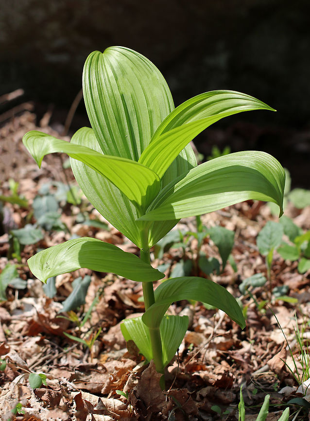 False Hellebore This plant has many colloquial names.  But, whatever you may choose to call it, one thing is certain: you don&#039;t want to mess with it. False hellebore is highly toxic and contains steroidal alkaloids that can be very dangerous when eaten in large enough quantities. The roots and young shoots are particularly toxic. I spotted a few of these plants growing in a flood plain.<br />
<br />
This plant was used by some Native American tribes to elect a new leader. All the candidates would eat the root, and the last to start vomiting would become the new leader. American white hellebore,Geotagged,Indian hellebore,Indian poke,Spring,United States,Veratrum viride,Veratrum viride var. viride,big hellebore,blue hellebore,devils bite,duck retten,false hellebore,giant false-helleborine,green false hellebore,itchweed,poor Annie,tickleweed