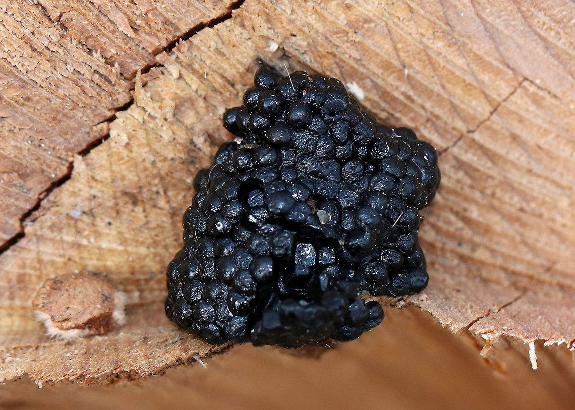 It's a Mystery I don&#039;t know what this and haven&#039;t been able to get it identified. It could be Exidia sp. fungus, or a slime mold, or scat? Barf? <br />
<br />
I found it on the cut surface of a stump along a nature trail in a swampy forest. Geotagged,Spring,United States,exidia,fungus,scat,slime mold