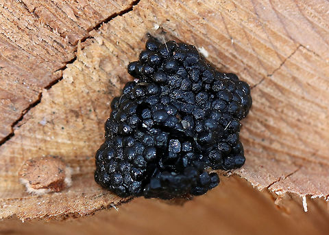 It's a Mystery I don't know what this and haven't been able to get it identified. It could be Exidia sp. fungus, or a slime mold, or scat? Barf? 

I found it on the cut surface of a stump along a nature trail in a swampy forest. Geotagged,Spring,United States,exidia,fungus,scat,slime mold