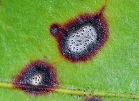 Leaf Spot - Phyllosticta kalmicola Leaf spot is caused by the fungus Phyllosticta kalmicola.  It is characterized by irregular, silvery spots with reddish borders. The black specks are the fruiting bodies (pycnidia) of the fungus.  All the mountain laurels (Kalmia latifolia) that I passed while hiking were afflicted by this fungus. <br />
<br />
https://www.jungledragon.com/image/60186/leaf_spot_-_phyllosticta_kalmicola.html<br />
https://www.jungledragon.com/image/60185/leaf_spot_-_phyllosticta_kalmicola.html Geotagged,Kalmia,Kalmia latifolia,Kalmia latifolia disease,Leaf Spot,Phyllosticta,Phyllosticta kalmicola,Spring,United States,leaf spot,mountain laurel,mountain laurel disease,plant disease