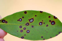 Leaf Spot - Phyllosticta kalmicola Leaf spot is caused by the fungus Phyllosticta kalmicola. It is characterized by irregular, silvery spots with reddish borders. The black specks are the fruiting bodies (pycnidia) of the fungus. All the mountain laurels (Kalmia latifolia) that I passed while hiking were afflicted by this fungus. <br />
<br />
https://www.jungledragon.com/image/60184/leaf_spot_-_phyllosticta_kalmicola.html<br />
https://www.jungledragon.com/image/60186/leaf_spot_-_phyllosticta_kalmicola.html Geotagged,Kalmia,Kalmia latifolia,Leaf Spot,Phyllosticta,Phyllosticta kalmicola,Spring,United States,fungus,leaf spot,mountain laurel,plant pathogen