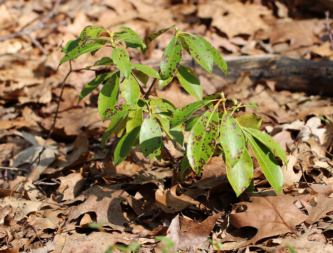 Leaf Spot - Phyllosticta kalmicola Leaf spot is caused by the fungus Phyllosticta kalmicola. It is characterized by irregular, silvery spots with reddish borders. The black specks are the fruiting bodies (pycnidia) of the fungus. All the mountain laurels (Kalmia latifolia) that I passed while hiking were afflicted by this fungus. <br />
<br />
<figure class="photo"><a href="https://www.jungledragon.com/image/60184/leaf_spot_-_phyllosticta_kalmicola.html" title="Leaf Spot - Phyllosticta kalmicola"><img src="https://s3.amazonaws.com/media.jungledragon.com/images/3232/60184_thumb.jpg?AWSAccessKeyId=05GMT0V3GWVNE7GGM1R2&Expires=1767225610&Signature=VibtdDzDOVk5JLe8fB7l77blNUc%3D" width="200" height="146" alt="Leaf Spot - Phyllosticta kalmicola Leaf spot is caused by the fungus Phyllosticta kalmicola.  It is characterized by irregular, silvery spots with reddish borders. The black specks are the fruiting bodies (pycnidia) of the fungus.  All the mountain laurels (Kalmia latifolia) that I passed while hiking were afflicted by this fungus. <br />
<br />
https://www.jungledragon.com/image/60186/leaf_spot_-_phyllosticta_kalmicola.html<br />
https://www.jungledragon.com/image/60185/leaf_spot_-_phyllosticta_kalmicola.html Geotagged,Kalmia,Kalmia latifolia,Kalmia latifolia disease,Leaf Spot,Phyllosticta,Phyllosticta kalmicola,Spring,United States,leaf spot,mountain laurel,mountain laurel disease,plant disease" /></a></figure><br />
<figure class="photo"><a href="https://www.jungledragon.com/image/60185/leaf_spot_-_phyllosticta_kalmicola.html" title="Leaf Spot - Phyllosticta kalmicola"><img src="https://s3.amazonaws.com/media.jungledragon.com/images/3232/60185_thumb.jpg?AWSAccessKeyId=05GMT0V3GWVNE7GGM1R2&Expires=1767225610&Signature=n6BcAndXqXuN%2FQxztDZ3KmBtqFQ%3D" width="200" height="134" alt="Leaf Spot - Phyllosticta kalmicola Leaf spot is caused by the fungus Phyllosticta kalmicola. It is characterized by irregular, silvery spots with reddish borders. The black specks are the fruiting bodies (pycnidia) of the fungus. All the mountain laurels (Kalmia latifolia) that I passed while hiking were afflicted by this fungus. <br />
<br />
https://www.jungledragon.com/image/60184/leaf_spot_-_phyllosticta_kalmicola.html<br />
https://www.jungledragon.com/image/60186/leaf_spot_-_phyllosticta_kalmicola.html Geotagged,Kalmia,Kalmia latifolia,Leaf Spot,Phyllosticta,Phyllosticta kalmicola,Spring,United States,fungus,leaf spot,mountain laurel,plant pathogen" /></a></figure> Geotagged,Kalmia latifolia,Leaf Spot,Phyllosticta,Phyllosticta kalmicola,Spring,United States,fungus,leaf spot,mountain laurel,plant pathogen