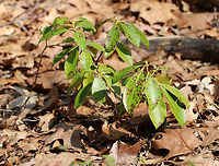 Leaf Spot - Phyllosticta kalmicola Leaf spot is caused by the fungus Phyllosticta kalmicola. It is characterized by irregular, silvery spots with reddish borders. The black specks are the fruiting bodies (pycnidia) of the fungus. All the mountain laurels (Kalmia latifolia) that I passed while hiking were afflicted by this fungus. <br />
<br />
https://www.jungledragon.com/image/60184/leaf_spot_-_phyllosticta_kalmicola.html<br />
https://www.jungledragon.com/image/60185/leaf_spot_-_phyllosticta_kalmicola.html Geotagged,Kalmia latifolia,Leaf Spot,Phyllosticta,Phyllosticta kalmicola,Spring,United States,fungus,leaf spot,mountain laurel,plant pathogen