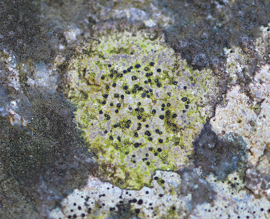 Lichen Lichen with a green tint and black apothecia growing on a small rock in a mixed forest (mostly oak, hemlock, maple, birch). Geotagged,Spring,United States,fungus,lichen